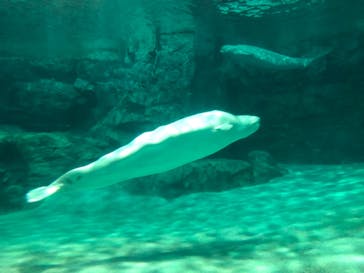 名古屋港水族館に投稿された画像（2022/12/15）