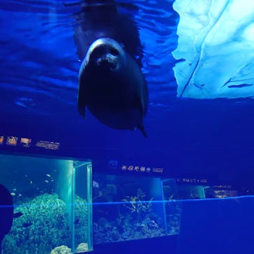 サンシャイン水族館に投稿された画像（2022/12/15）