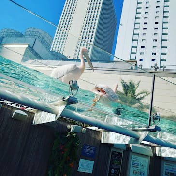 サンシャイン水族館に投稿された画像（2022/12/15）