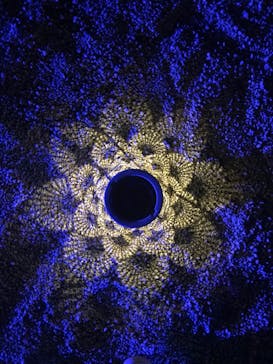 NAKEDヨルモウデ2022平安神宮に投稿された画像（2022/12/15）