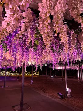 東京メガイルミに投稿された画像（2022/12/15）