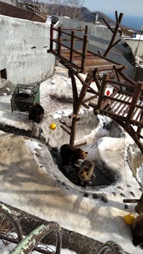 のぼりべつクマ牧場に投稿された画像（2022/12/15）