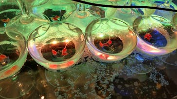 サケのふるさと 千歳水族館に投稿された画像（2022/12/15）