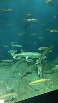 サケのふるさと 千歳水族館に投稿された画像（2022/12/15）