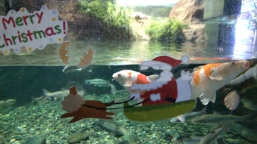 サケのふるさと 千歳水族館に投稿された画像（2022/12/15）