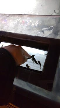 サケのふるさと 千歳水族館に投稿された画像（2022/12/15）