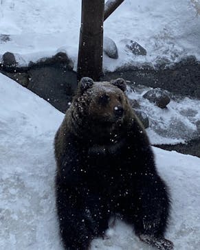 のぼりべつクマ牧場に投稿された画像（2022/12/15）
