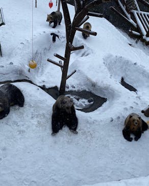 のぼりべつクマ牧場に投稿された画像（2022/12/15）