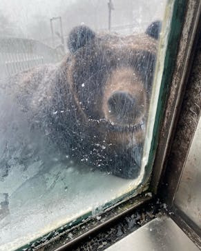 のぼりべつクマ牧場に投稿された画像（2022/12/15）