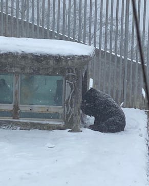 のぼりべつクマ牧場に投稿された画像（2022/12/15）