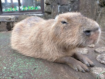 伊豆シャボテン動物公園に投稿された画像（2022/12/15）