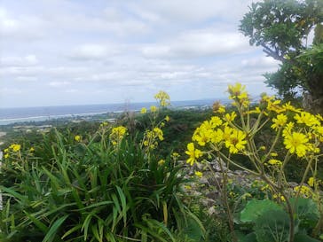 今帰仁城跡に投稿された画像（2022/12/15）
