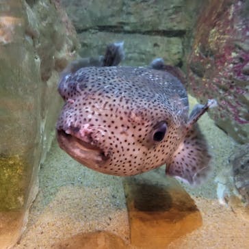 九十九島パールシーリゾートに投稿された画像（2022/12/15）