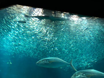 マリンワールド海の中道に投稿された画像（2022/12/15）