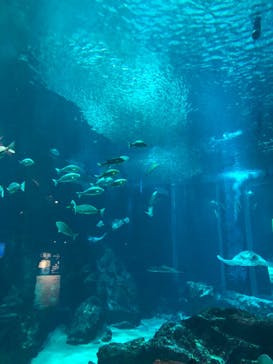 マリンワールド海の中道に投稿された画像（2022/12/15）