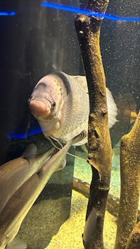 カワスイ 川崎⽔族館に投稿された画像（2022/12/15）