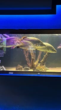 カワスイ 川崎⽔族館に投稿された画像（2022/12/15）