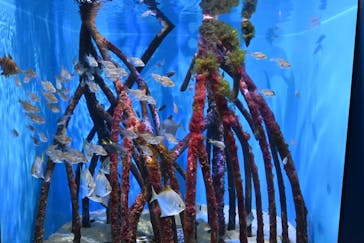 沖縄美ら海水族館に投稿された画像（2022/12/15）