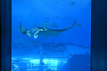 沖縄美ら海水族館に投稿された画像（2022/12/15）