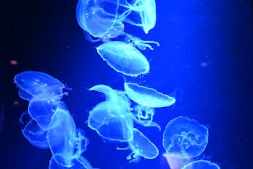 沖縄美ら海水族館に投稿された画像（2022/12/15）