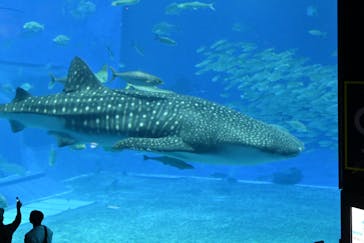 沖縄美ら海水族館に投稿された画像（2022/12/15）