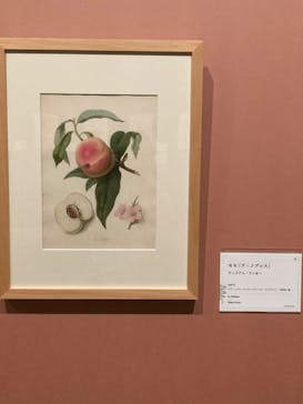 おいしいボタニカル・アート　食を彩る植物のものがたり(SOMPO美術館)に投稿された画像（2022/12/16）