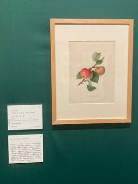 おいしいボタニカル・アート　食を彩る植物のものがたり(SOMPO美術館)に投稿された画像（2022/12/16）
