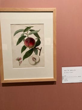 おいしいボタニカル・アート　食を彩る植物のものがたり(SOMPO美術館)に投稿された画像（2022/12/16）