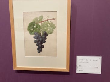 おいしいボタニカル・アート　食を彩る植物のものがたり(SOMPO美術館)に投稿された画像（2022/12/16）