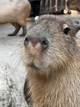 神戸どうぶつ王国に投稿された画像（2022/12/16）