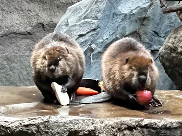 神戸どうぶつ王国に投稿された画像（2022/12/16）