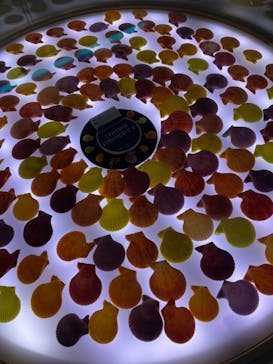 ナゴパイナップルパークに投稿された画像（2022/12/16）