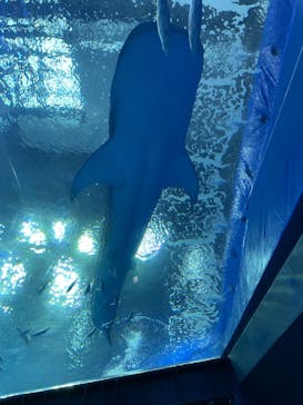 沖縄美ら海水族館に投稿された画像（2022/12/16）