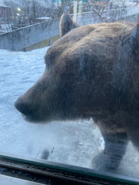 のぼりべつクマ牧場に投稿された画像（2022/12/16）