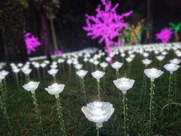 美らヤシパークオキナワ・東南植物楽園に投稿された画像（2022/12/16）