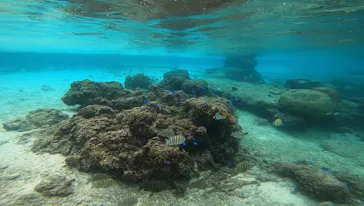 武藤潜水に投稿された画像（2022/12/16）