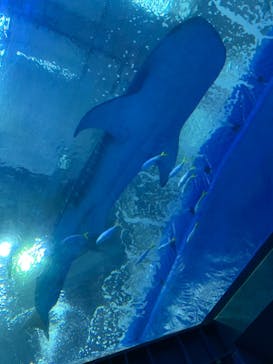 沖縄美ら海水族館に投稿された画像（2022/12/17）