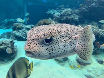 沖縄美ら海水族館に投稿された画像（2022/12/17）