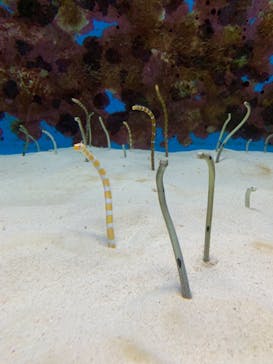 沖縄美ら海水族館に投稿された画像（2022/12/17）