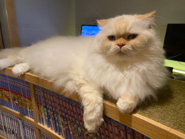 猫カフェモカ　新宿店に投稿された画像（2022/12/17）