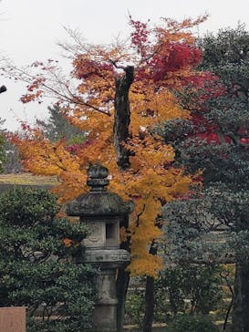 元離宮二条城に投稿された画像（2022/12/17）