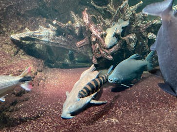 サンシャイン水族館に投稿された画像（2022/12/17）