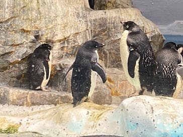名古屋港水族館に投稿された画像（2022/12/17）
