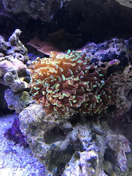 横浜開運水族館 フォーチュンアクアリウムに投稿された画像（2022/12/17）