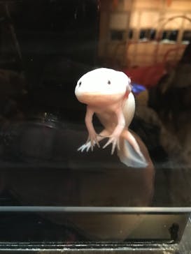 横浜開運水族館 フォーチュンアクアリウムに投稿された画像（2022/12/17）