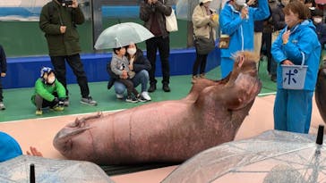 ゼロ距離水族館 伊勢シーパラダイスに投稿された画像（2022/12/17）