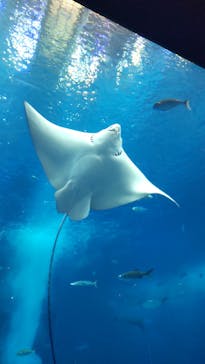 沖縄美ら海水族館に投稿された画像（2022/12/17）