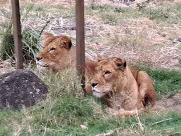 伊豆アニマルキングダムに投稿された画像（2022/12/17）