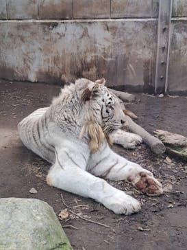 伊豆アニマルキングダムに投稿された画像（2022/12/17）