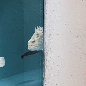 アクアワールド茨城県大洗水族館に投稿された画像（2022/12/17）